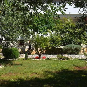 Maslina Trogir